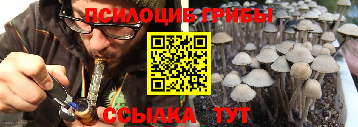 Псилоцибиновые грибы прущие грибы Сунжа