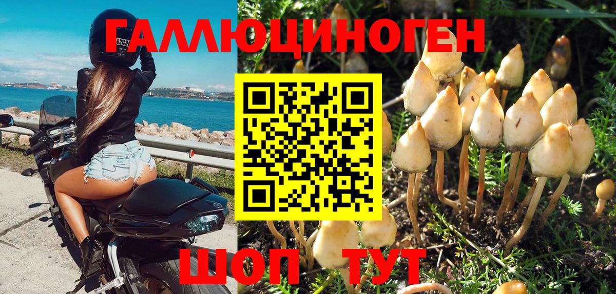 Псилоцибиновые грибы Cubensis  Псилоцибиновые грибы Cubensis  Сунжа  Вход с VPN 